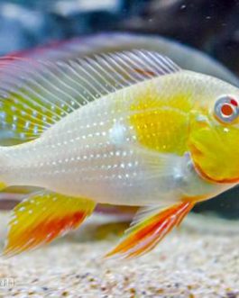 Albino Heckelii ( 4 pcs)