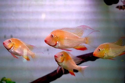 Albino Heckelii ( 4 pcs) - Image 3