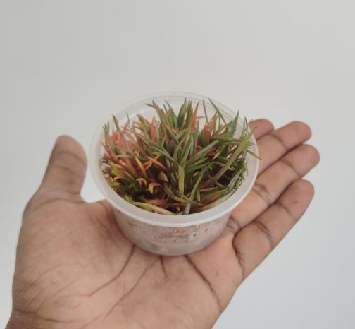 Eriocaulon quinquangulare Red (Tissue culture cup) - Image 5