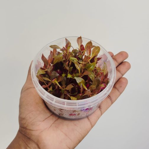 Jumbo sized TC cup- Alternanthera Reineckii Variegated (Tissue culture cup) - Image 2