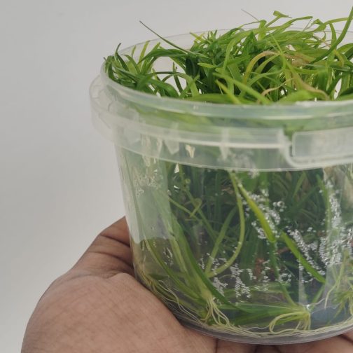 Jumbo sized TC cup- Echinodorus Tenellus Sp Broad Leaf (Tissue culture cup) - Image 2