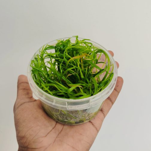 Jumbo sized TC cup- Echinodorus Tenellus Sp Broad Leaf (Tissue culture cup) - Image 3