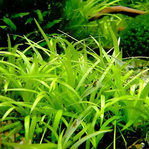 Jumbo sized TC cup- Echinodorus Tenellus Sp Broad Leaf (Tissue culture cup)