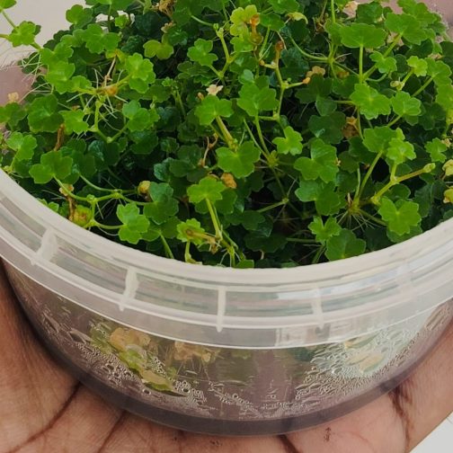 Jumbo sized TC cup- Hydrocotyle tripartita Mini (Tissue culture cup) - Image 3