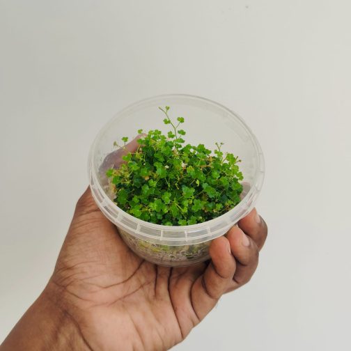 Jumbo sized TC cup- Hydrocotyle tripartita Mini (Tissue culture cup) - Image 4