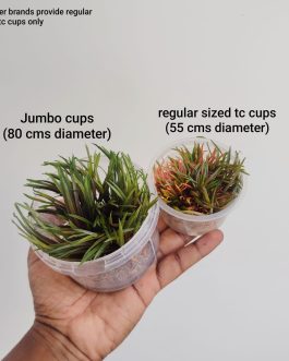 Jumbo sized TC cup- Hydrocotyle tripartita Mini (Tissue culture cup)