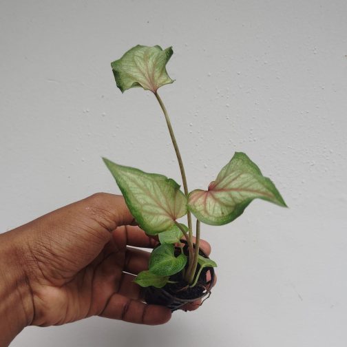 Caladium thai red (single plant pot) - Image 3