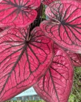 Caladium thai red (single plant pot)