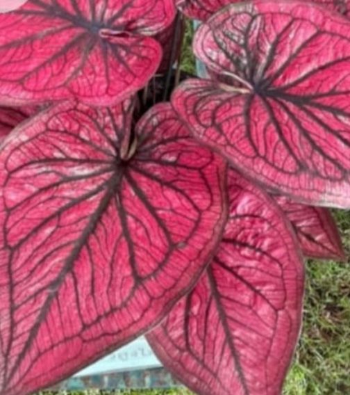 Caladium thai red (single plant pot)