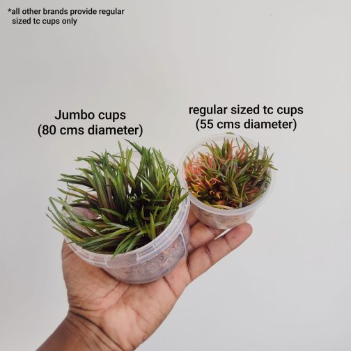 Jumbo sized TC cup- Eriocaulon quinquangulare Red (Tissue culture cup) - Image 5