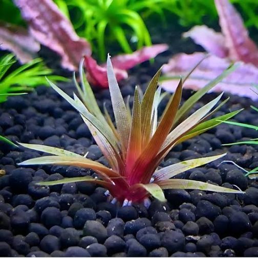 Jumbo sized TC cup- Eriocaulon quinquangulare Red (Tissue culture cup) - Image 4