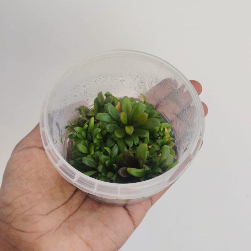 Jumbo sized TC cup- Samolus Parviflorus Red (Tissue culture cup) - Image 2