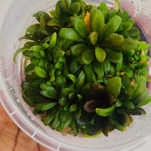 Jumbo sized TC cup- Samolus Parviflorus Red (Tissue culture cup) - Image 3