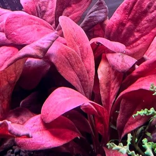 Jumbo sized TC cup- Samolus Parviflorus Red (Tissue culture cup) - Image 4