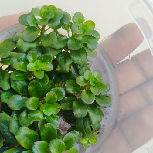 Jumbo sized TC cup- Ludwigia Sphaerocarpa (Tissue culture cup) - Image 2