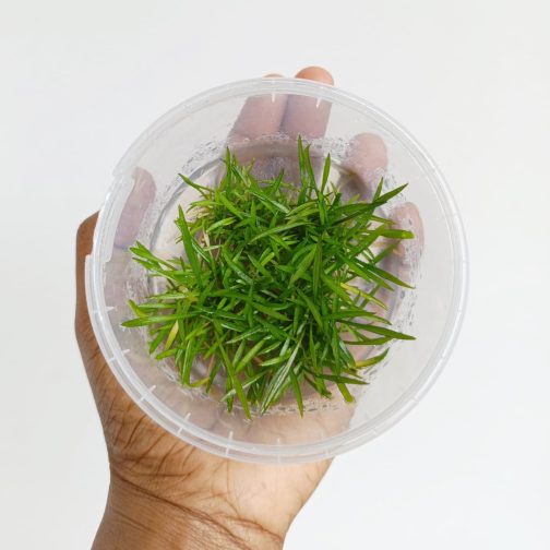 Jumbo sized TC cup- Cryptocoryne willisii (Tissue Culture cup) - Image 2