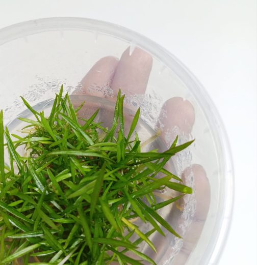 Jumbo sized TC cup- Cryptocoryne willisii (Tissue Culture cup) - Image 3