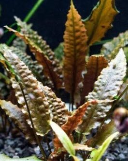 Jumbo sized TC cup- Cryptocoryne wendtii brown (Tissue Culture cup)