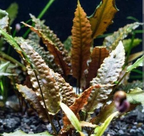 Jumbo sized TC cup- Cryptocoryne wendtii brown (Tissue Culture cup)