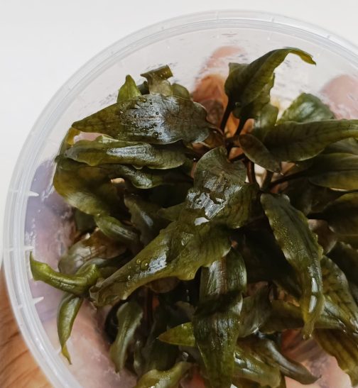 Jumbo sized TC cup- Cryptocoryne walkeri (Tissue Culture cup) - Image 4