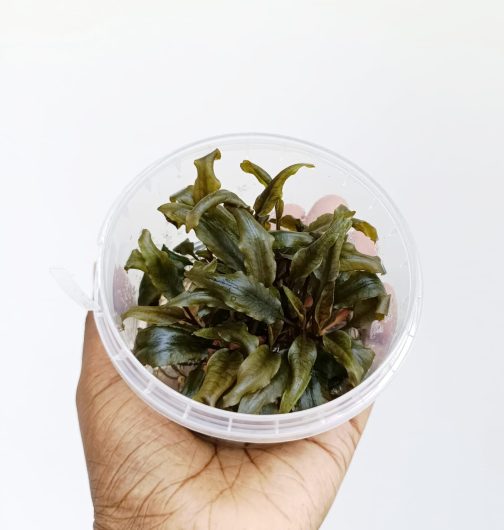 Jumbo sized TC cup- Cryptocoryne walkeri (Tissue Culture cup) - Image 2