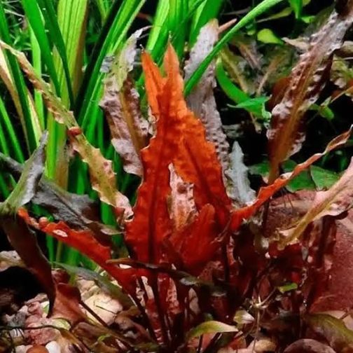 Jumbo sized TC cup- Cryptocoryne walkeri (Tissue Culture cup)