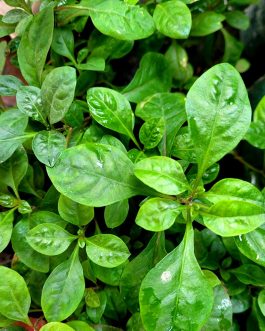 Dwarf copperleaf spinach/Ponnanganni cheera ( 3 rooted stems)