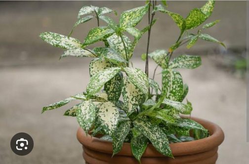 Gold dust dracaena/Dracaena surculosa (Single Plant) - Image 6